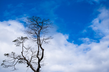 Fototapeta na wymiar big dried tree with blue sky and cloud