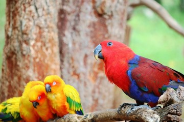 Fototapeta premium Red and blue parrot sitting and looking something on a wooden perch with little orange parrots sleeping and big tree background. Selective focus.