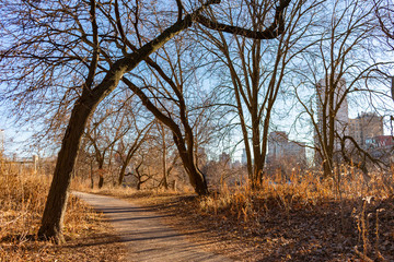 Autumn Trail with Bare Trees near North Pond in Lincoln Park Chicago