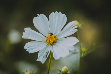 white flower with bee