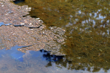 waste water rotten, the water is rotten in the pool with moss and dry leaves dirty water, water rotten pollution