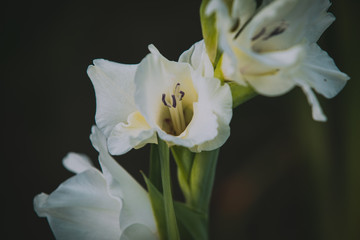 white flower