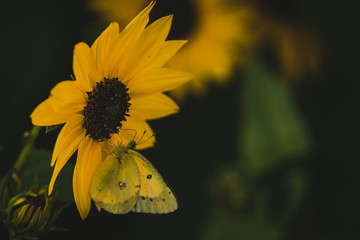 sunflower in the garden with butterfly