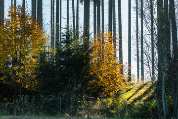 Obraz premium Herbstwald in verschiedenen Altersklassen
