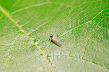 leafhopper on plant