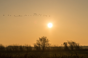 Gruppe von Singschwänen im Sonnenaufgang © motivjaegerin1