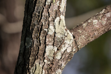 Fototapeta premium Mos on Cinnamomum camphora tree