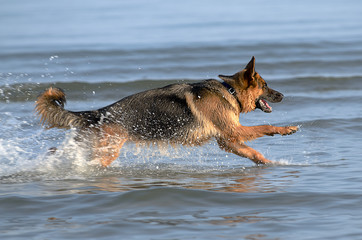 Fototapeta na wymiar Cane pastore tedesco corre nell'acqua del mare sollevando spruzzi . Cane felice che corre nella spiaggia