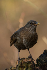 blackbird female