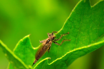 Fototapeta premium Cophinopoda chinensis