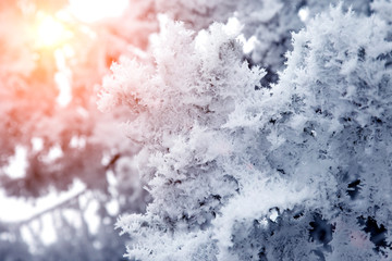 close-up snow covered tree branches. frost, blizzard, snowstorm. sunlight at sunset. background