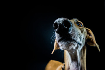 Galgo
