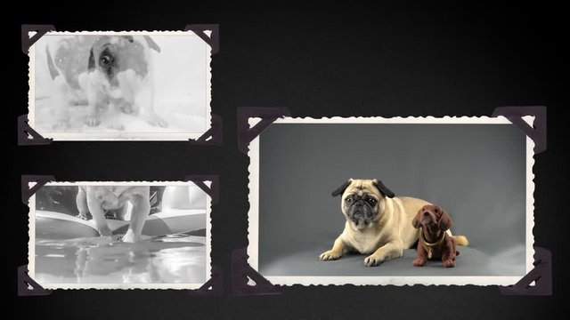 Drei Filme zeigen den gleichen Hund. Es ist ein Mops. Er zeigt ein lustiges Verhalten. Die Filme zeigen Nahaufnahmen und stellen Fotos in einem alten Fotoalbum dar.