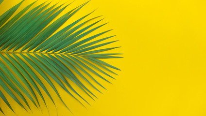 Fototapeta na wymiar Tropical palm leaves on colorful