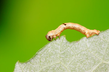Geometridae on plant