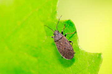 stinkbug on plant