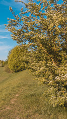 Smartphone HD wallpaper of beautiful view near Straubing - Danube - Bavaria - Germany