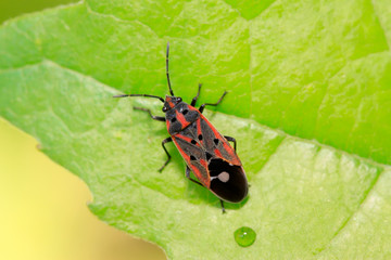 stinkbug on plant