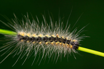 caterpillar on green leaf