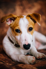 jack russell terrier puppy