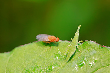 Atractomorpha sinensis Bolvar on plant