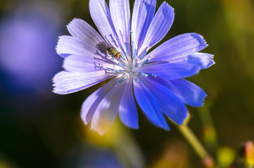 closeup of blue flower