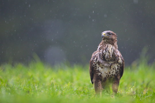 Common Buzard (Buteo buteo) in the field.