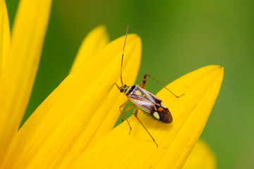 stinkbug on green leaf