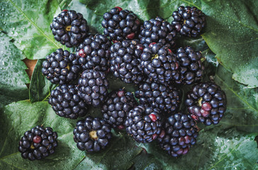 Blackberries group and fresh leafs top view.
