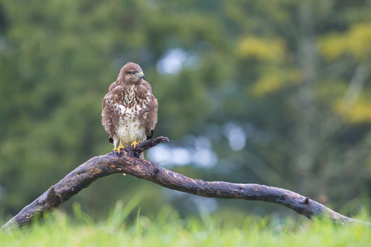 Common Buzard (Buteo buteo) in the field.