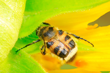 trichiidae insects on plant