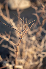 white stems of thorny desert plant in autumn Eastern Sierra Nevadas, California, USA