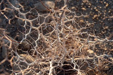 white stems of thorny desert plant in autumn Eastern Sierra Nevadas, California, USA