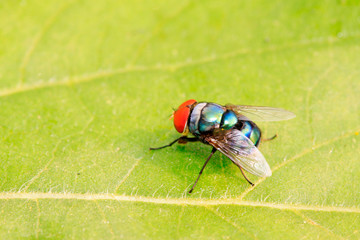 Calliphora vicina on plant