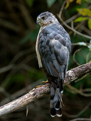 Cooper's Hawk - adult male