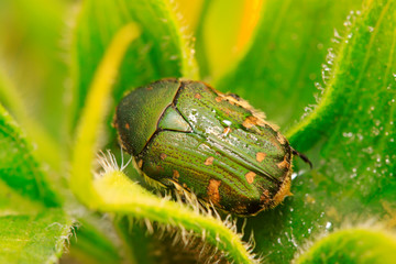 chafer