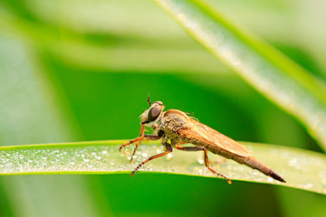 Cophinopoda chinensis