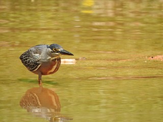 A Striated heron (Butorides striatus) standing on a lake, waiting for prey. Its reflection is seen in the green waters. 