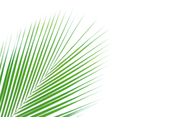 Obraz premium blurred soft of leaves coconut palm tree green nature beautiful on white background coconut, blur leaves bush coconut palm tree bright green, coconut palm tree leaves abstract (copy space for design)