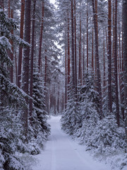 Fototapeta premium Spruce and pine tree forest covered by fresh snow during winter Christmas time