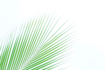 blurred soft of leaves coconut palm tree green nature beautiful on white background coconut, blur leaves bush coconut palm tree bright green, coconut palm tree leaves abstract (copy space for design)