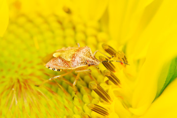 stinkbug on green leaf