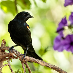 Red Winged Blackbird