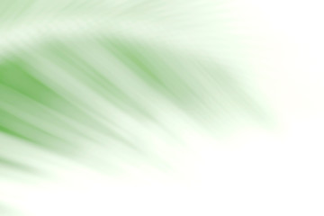 blurred soft of leaves coconut palm tree green nature beautiful on white background coconut, blur leaves bush coconut palm tree bright green, coconut palm tree leaves abstract (copy space for design)