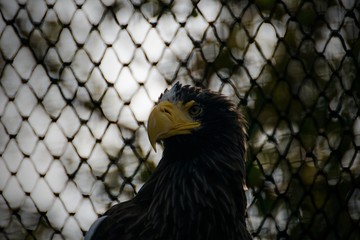 ZOO