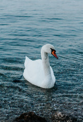 Naklejka premium Lazise Itália