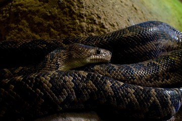 snake in the zoo