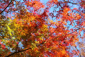 Fototapeta premium The famous Japanese garden named Rikugien