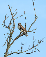 Hawk