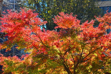 The famous Japanese garden named Rikugien